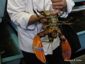 Examining the lobster