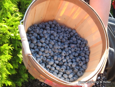 Basket of blueberries