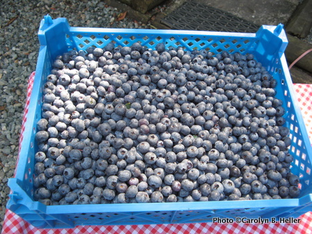 Bounty of blueberries!