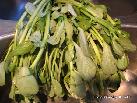 Bunch of purslane