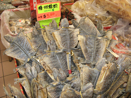 Gecko at Guohua herbalist, Vancouver Chinatown