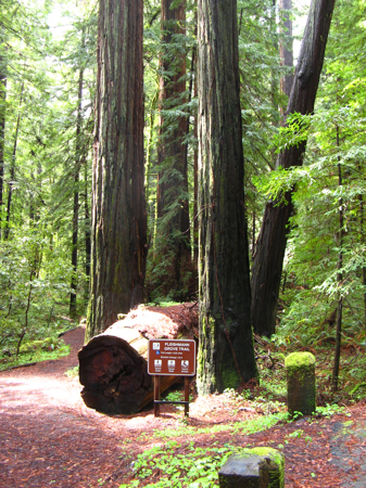 Avenue of the Giants, California