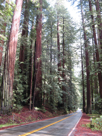 California redwoods