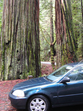 The car I've driving for HittheRoad.ca in the Redwood Forest