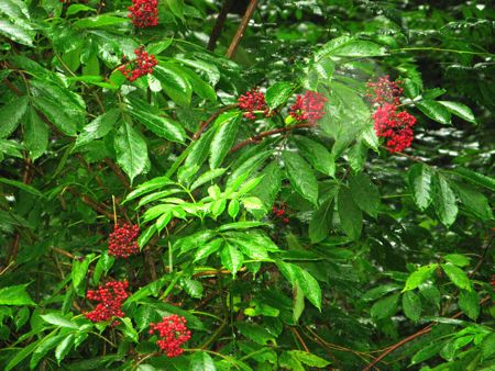 Berries, Swallow Tail Wild Edibles Tour