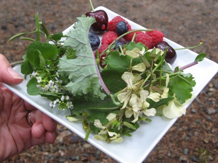 Wild greens, fruit on Swallow Tail Wild Edibles Tour