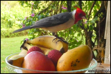 Feed the Birds, Kauai