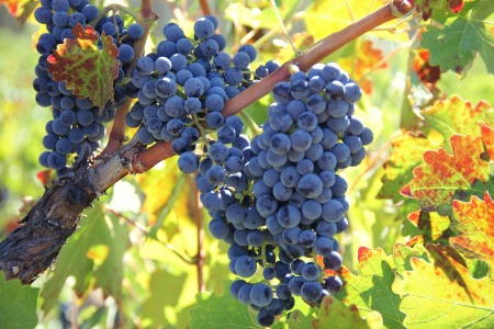 Cabernet Grapes on the Vine in Sonoma Valley
