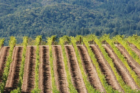 Sonoma Valley Vineyard Appellation 