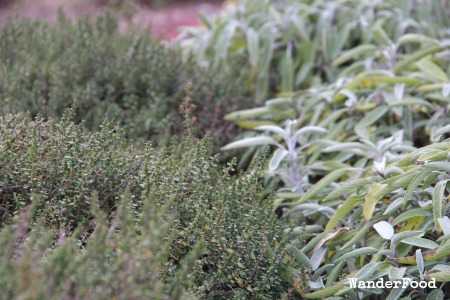 Quivira Garden Herbs