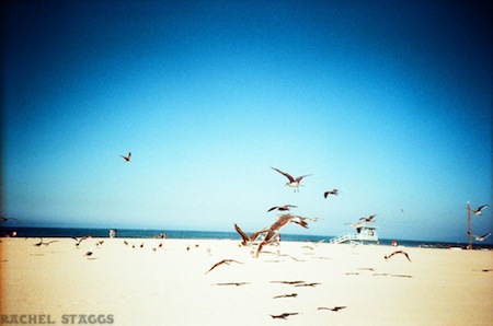 venice beach birds on beach los angeles california