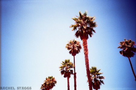 venice beach palm trees los angeles california