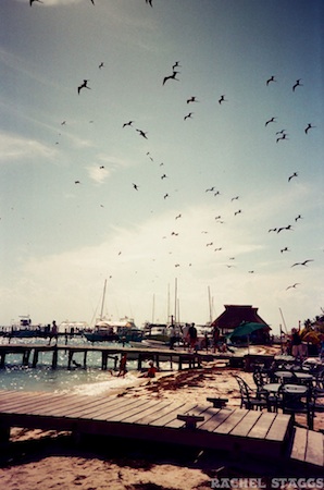 isla mujeres quintana roo mexico yucatan beach caribbean boat dock birds