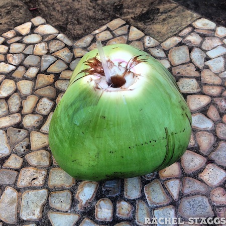 maui hawaii coconut