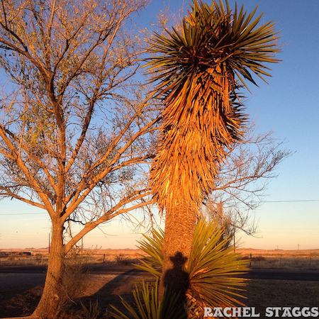 shadow portrait marfa