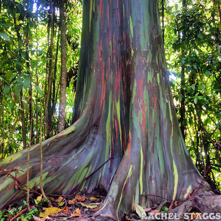 maui rainbow trees