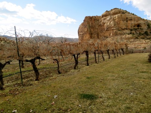 Sutcliffe Vineyards in McElmo Canyon