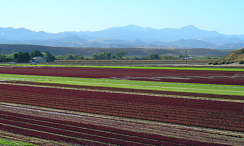 Salinas Fields