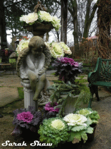 Ornamental cabbages dress up a fountain