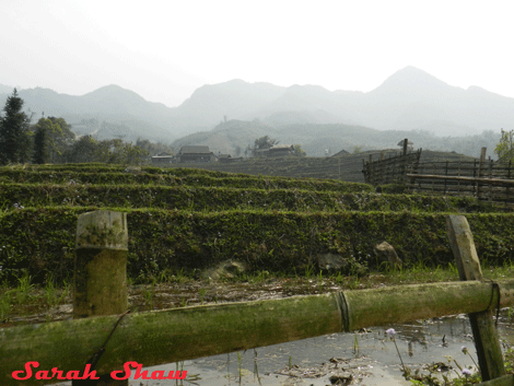 Trekking through terraces in Vietnam