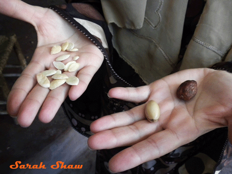 Argan nuts and seeds 