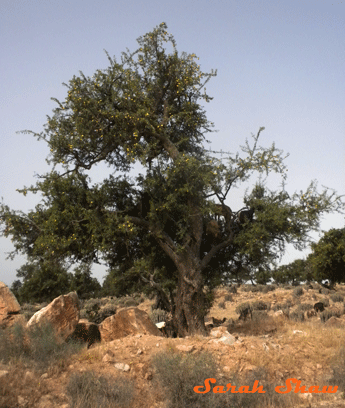 Argan Tree near Tafraout, Morocco