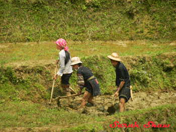 Working in a rice paddie, Vietnam