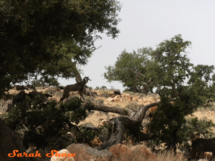 Moroccan argan tree with goats