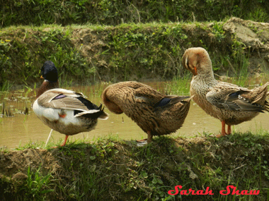 Ducks enjoy the rice fields of Sapa, Vietnam