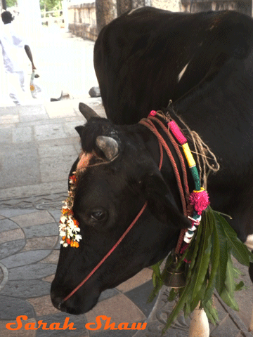 Cow celebrates Pongal in India