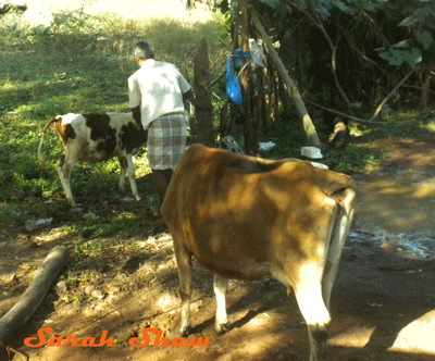 Cleansing cows for Pongal