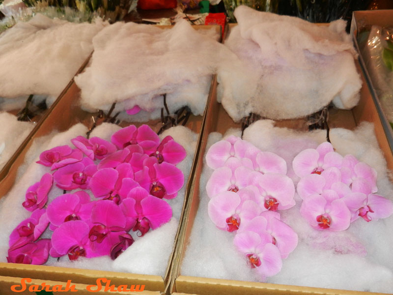Fragile orchids packaged for transport at the Hanoi Flower Market, Vietnam