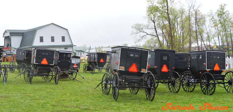 Amish buggies parked at an auction