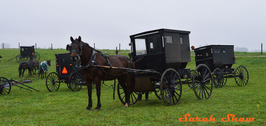 Amish-Horse-and-Buggy-Yutzys-Amish-Spring-Auction-Charlotte-Michigan