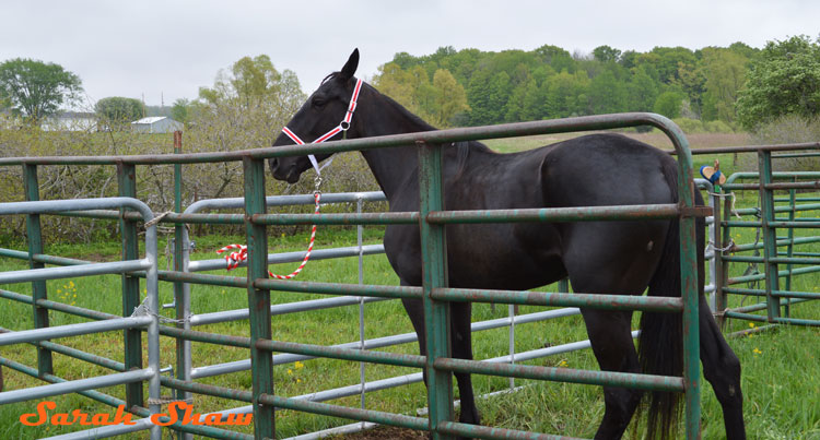 Horse auctioned off at an Amish Farm Auction