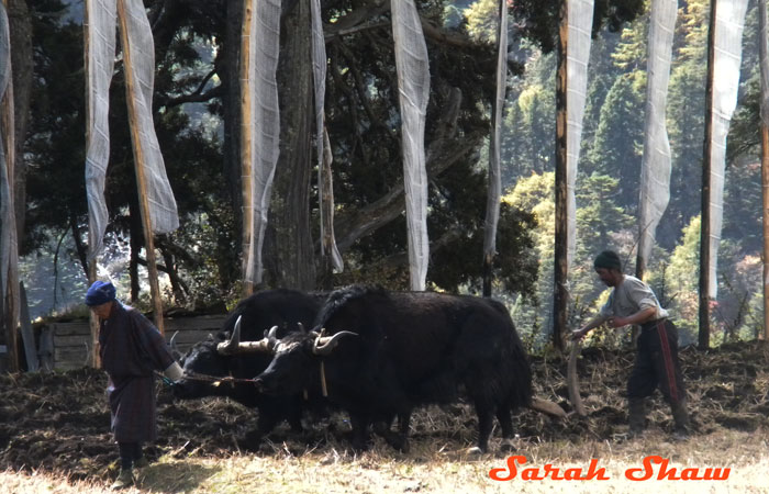 Yaks plow a field in Laya