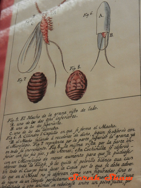 Cochineal life cycle