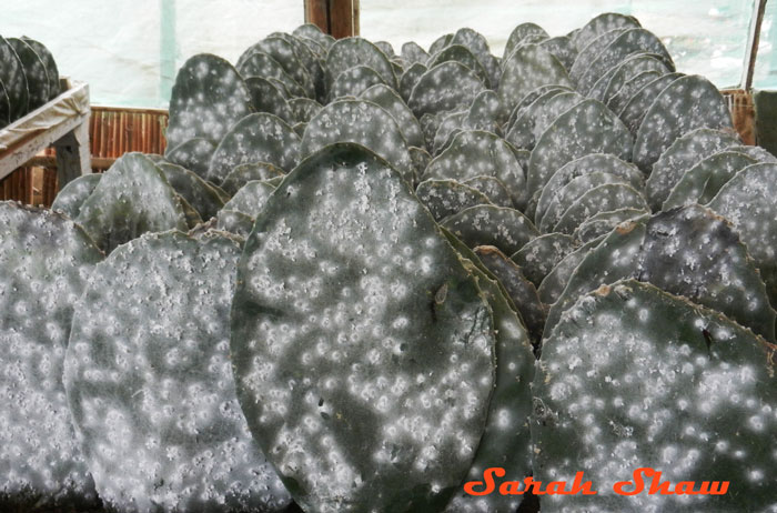 Cochineal Farm in Oaxaca