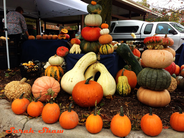 Pumpkins and gourds for fall decorating