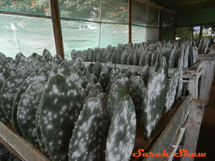 Cochineal Greenhouse in Oaxaca, Mexico