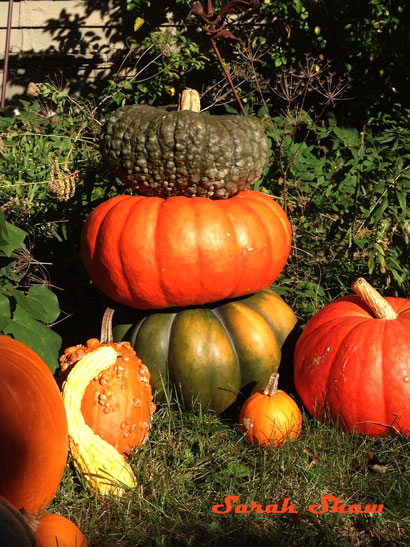 Stack of Heirloom Pumpkins