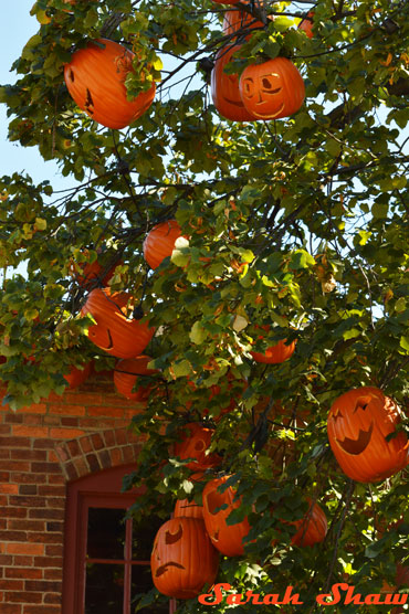 Pumpkin Tree