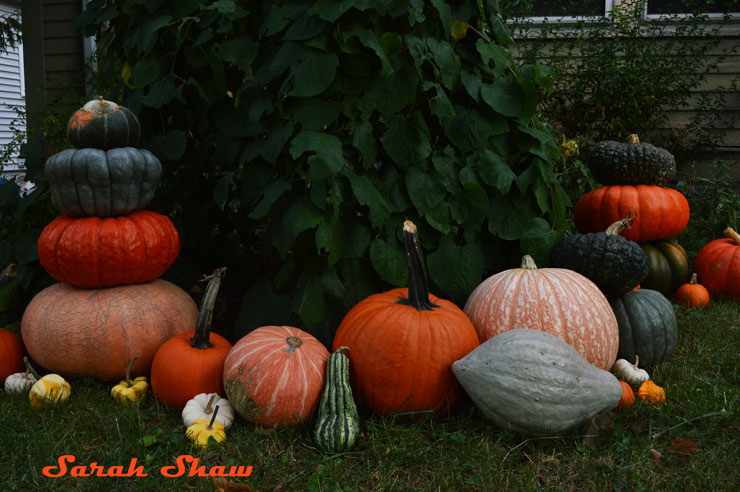 Heirloom pumpkin patch