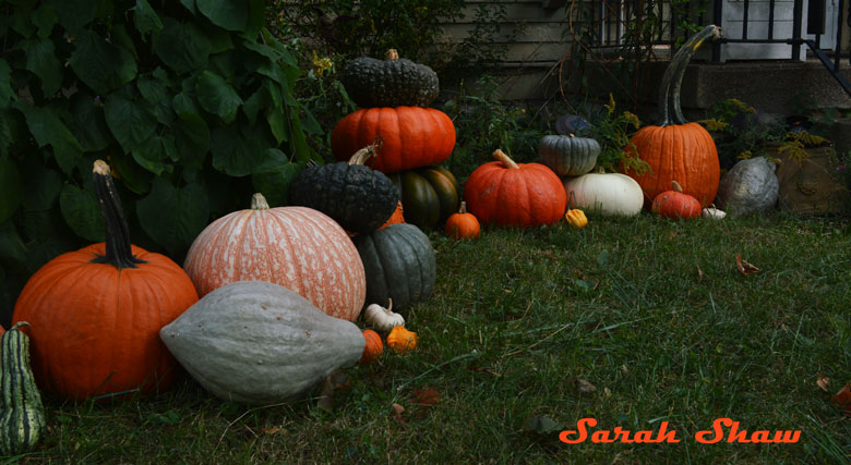 Heirloom pumpkins, squash and gourds