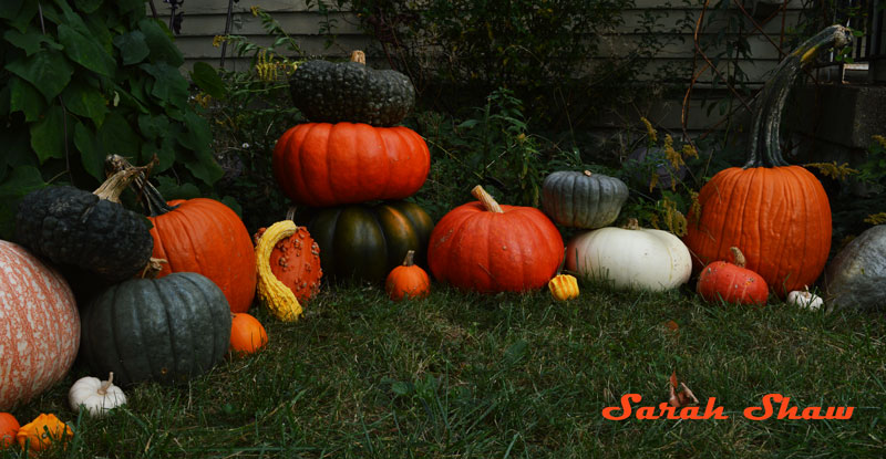 Heirloom pumpkins