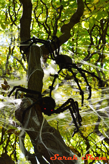 Spiders and webs in trees