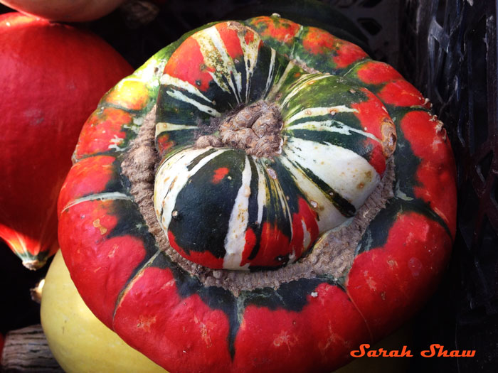 Turks Turban Squash