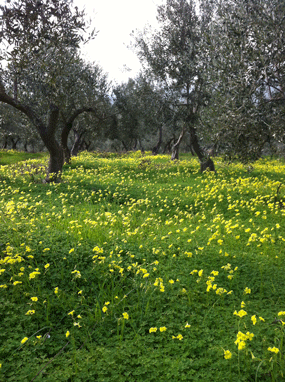 Olive groves from TheSpartanTable