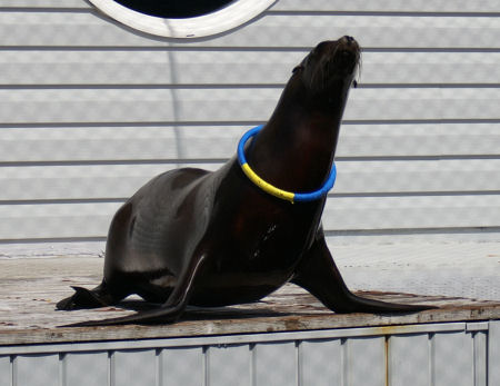 Ocean World Seal