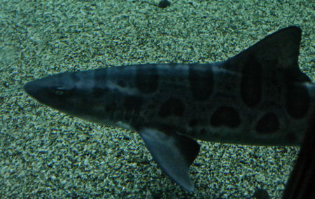 Leopard Shark